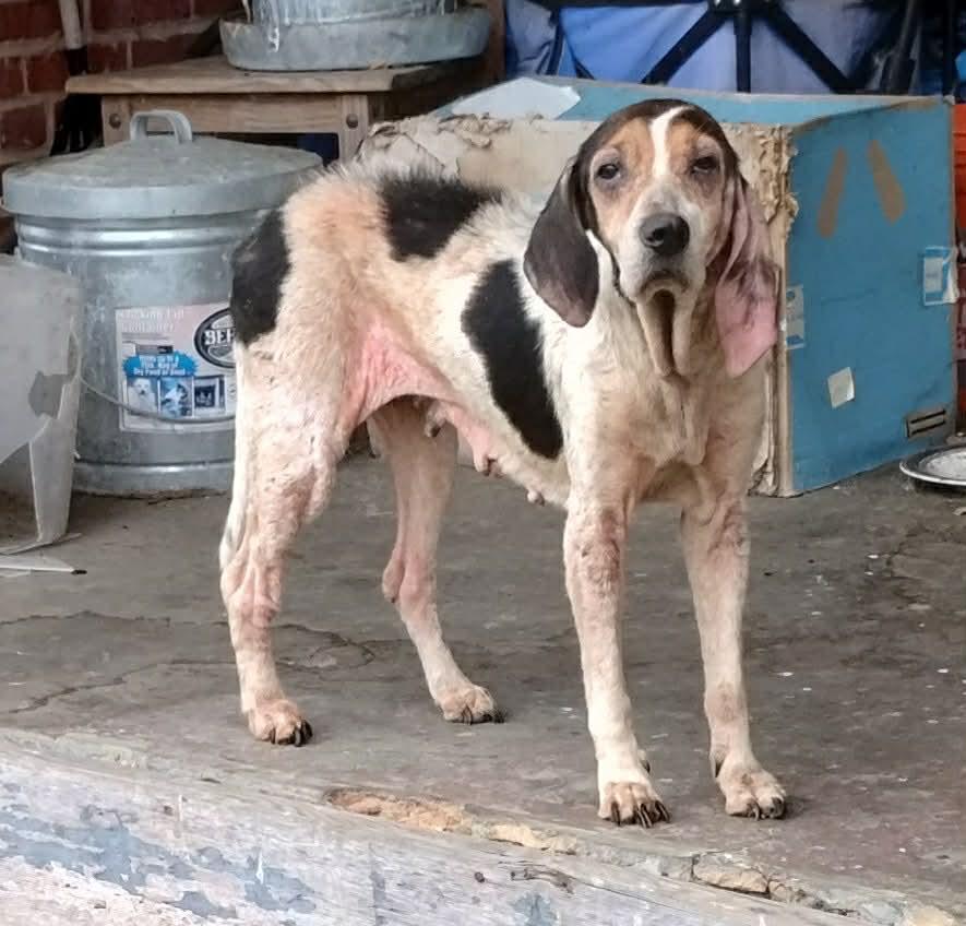HOSPICE Holly, ADOPTABLE, Senior Female Beagle & Coonhound.