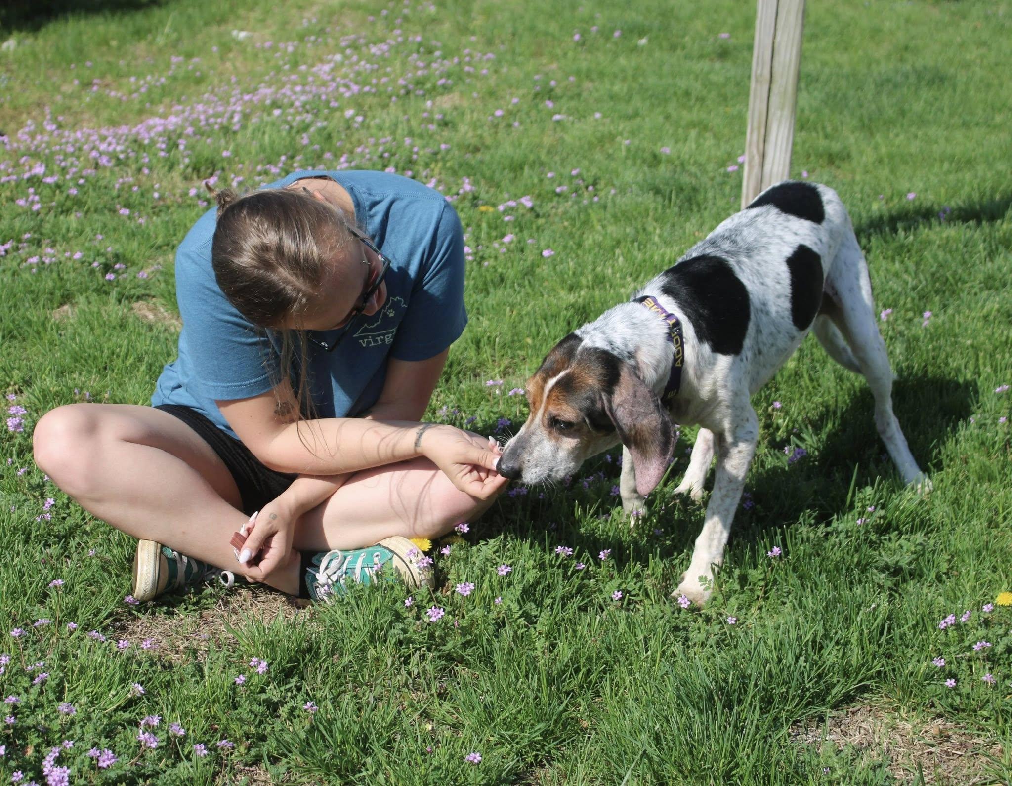 HOSPICE Holly, a ADOPTABLE mixed breed in Stuarts Draft, VA image 4/6