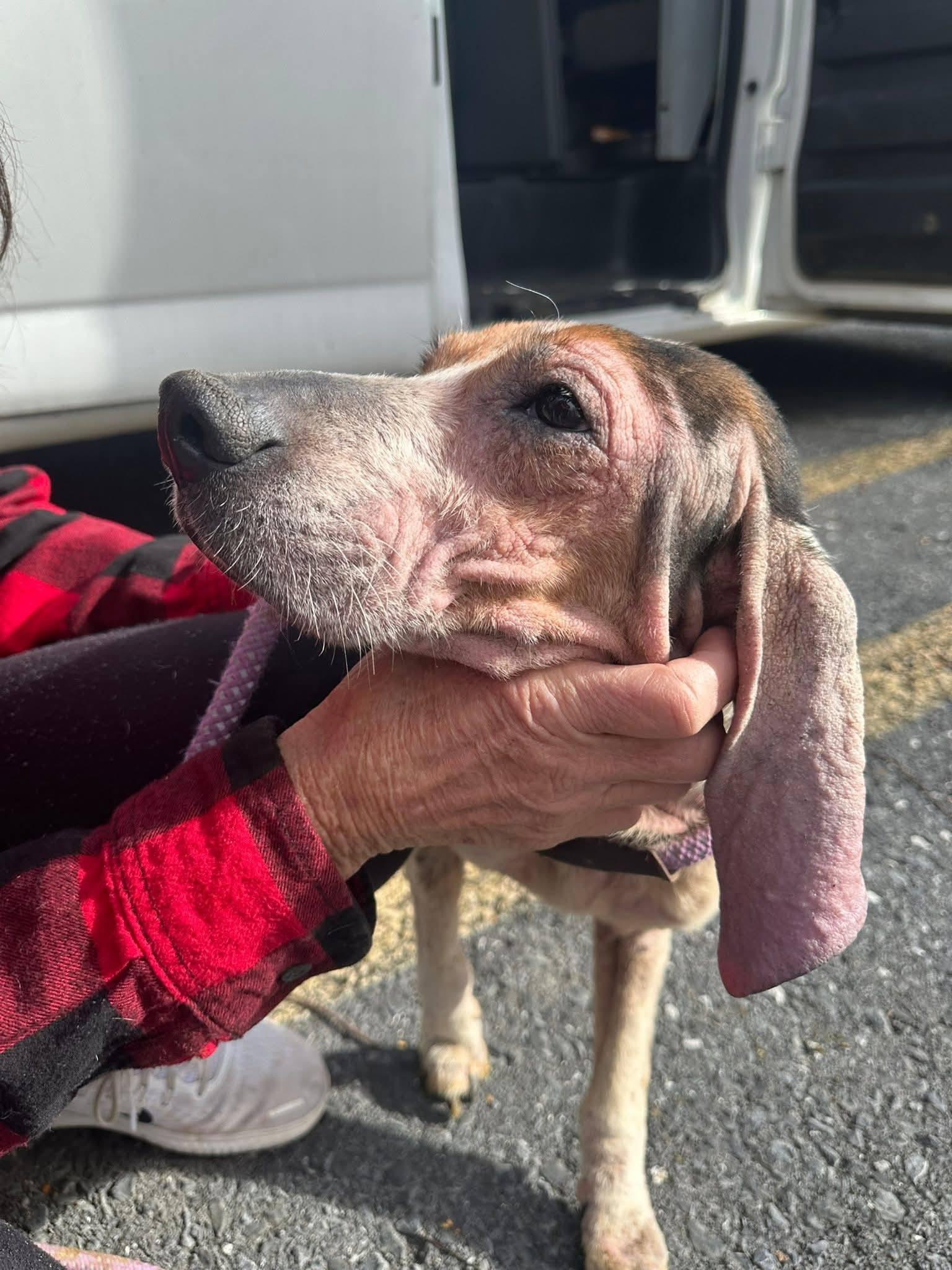 HOSPICE Holly, a ADOPTABLE mixed breed in Stuarts Draft, VA image 2/6