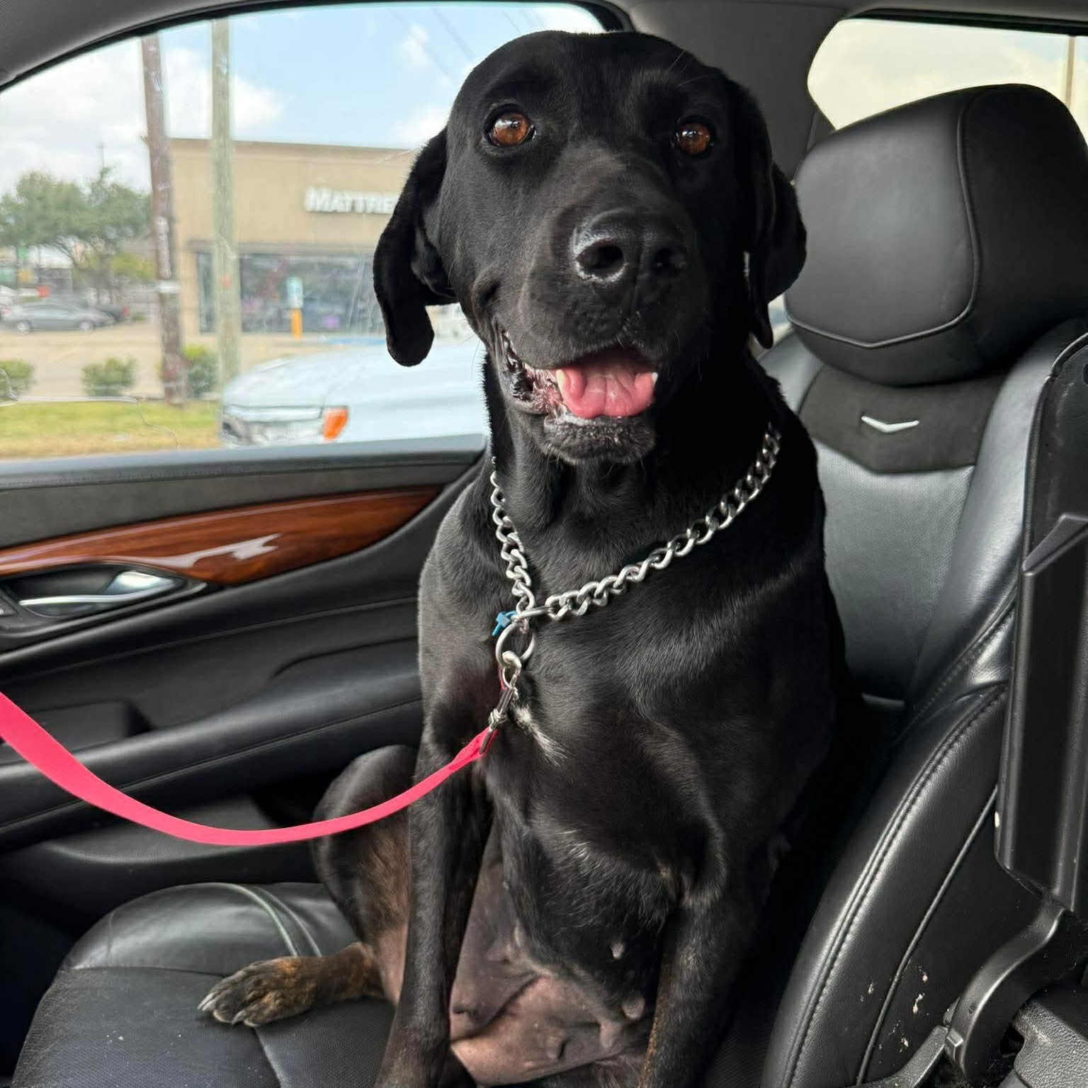 Enlarge Princess, a Adoptable mixed breed in New Haven, CT image 1/6