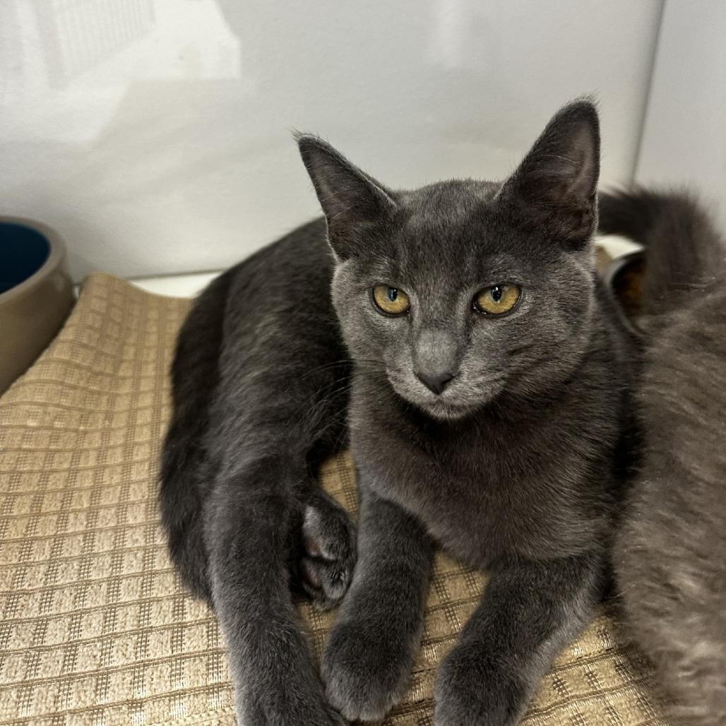 Enlarge William, a Adoptable Domestic Short Hair in Ashland, OR image 1/1