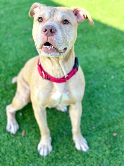 Kaine - 2, Adoptable, Adult Male Mixed Breed & Mixed Breed.