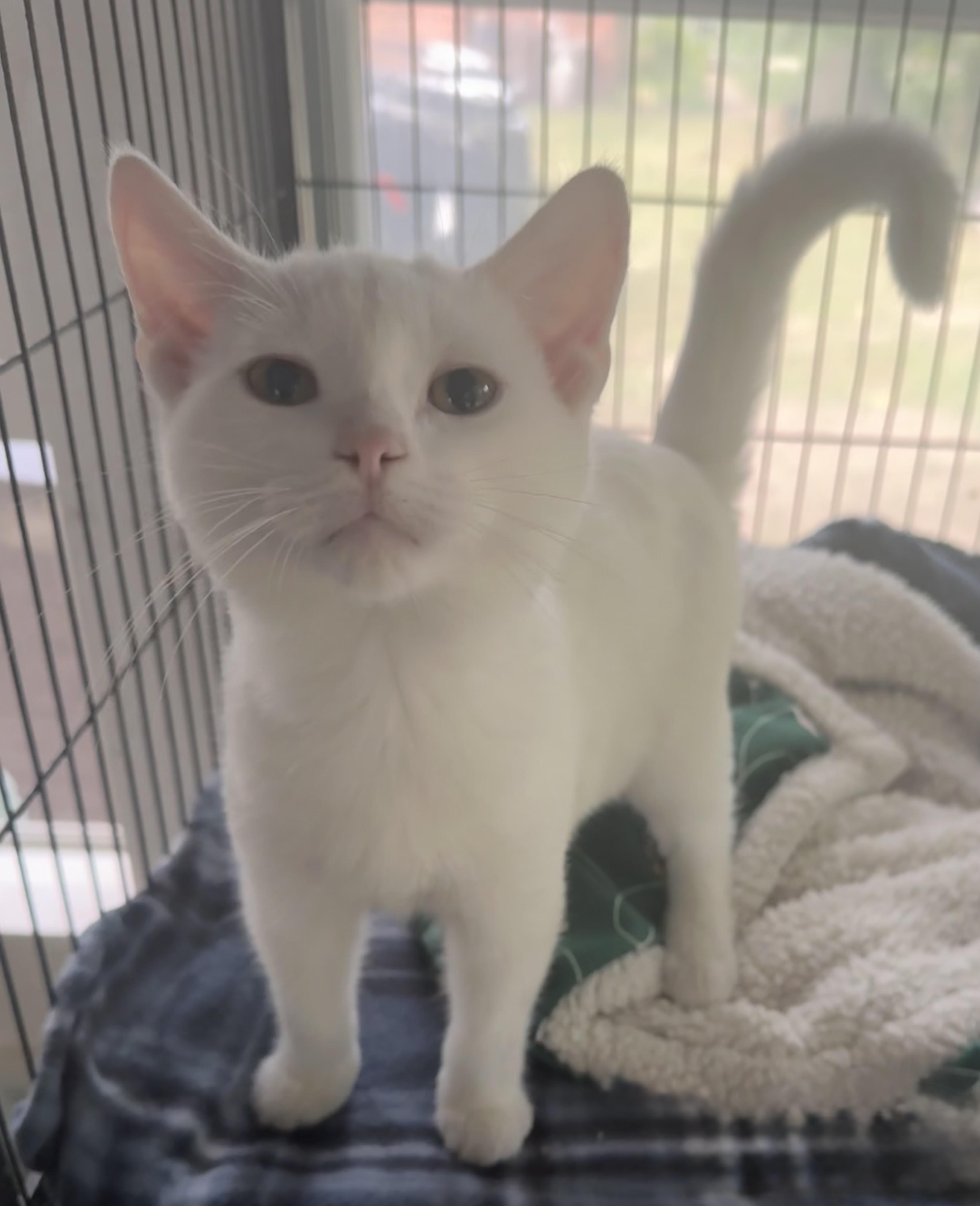 Boone, ADOPTABLE, Kitten Male Domestic Short Hair.