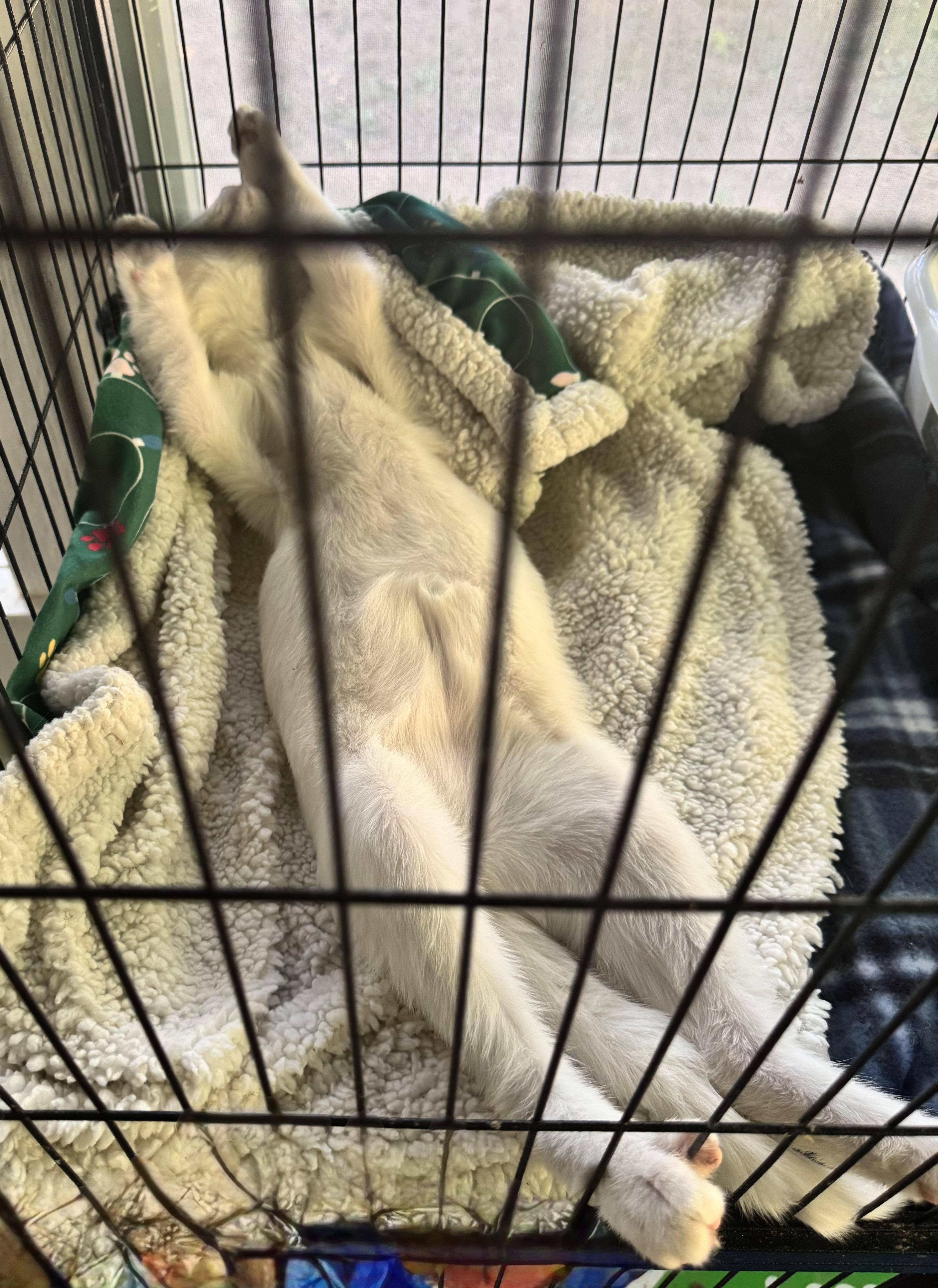 Boone, a ADOPTABLE Domestic Short Hair in Saginaw, MI image 3/3
