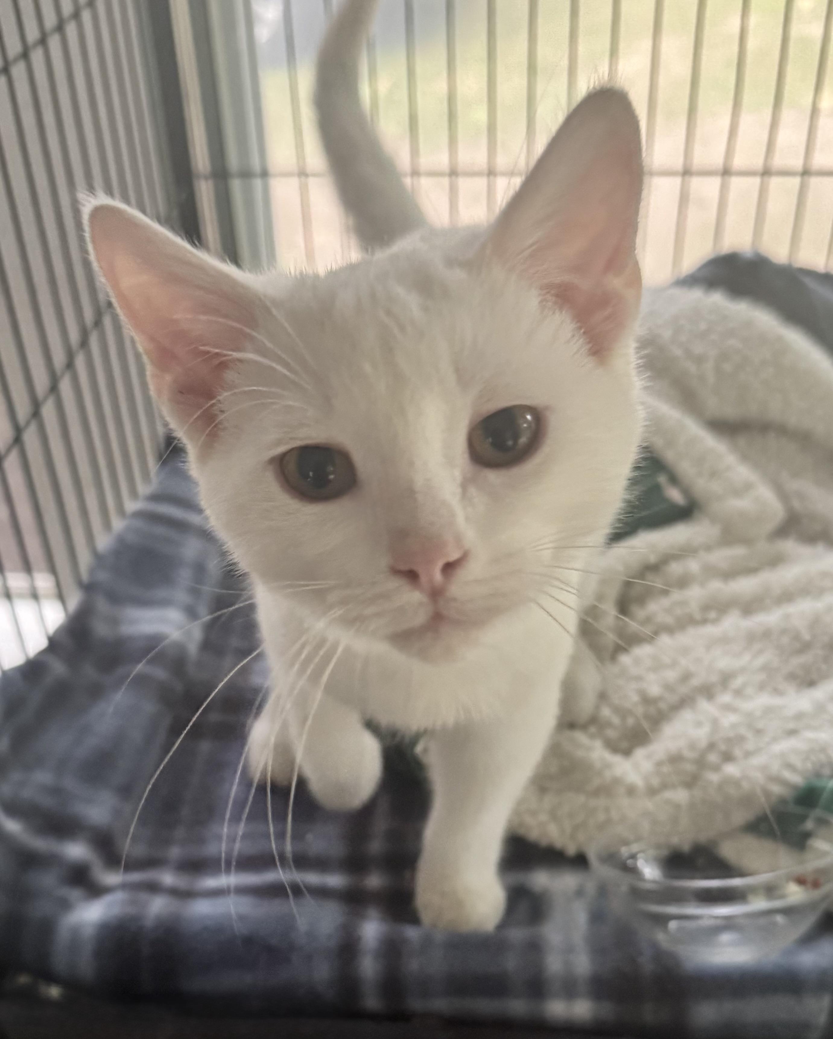 Boone, a ADOPTABLE Domestic Short Hair in Saginaw, MI image 2/3