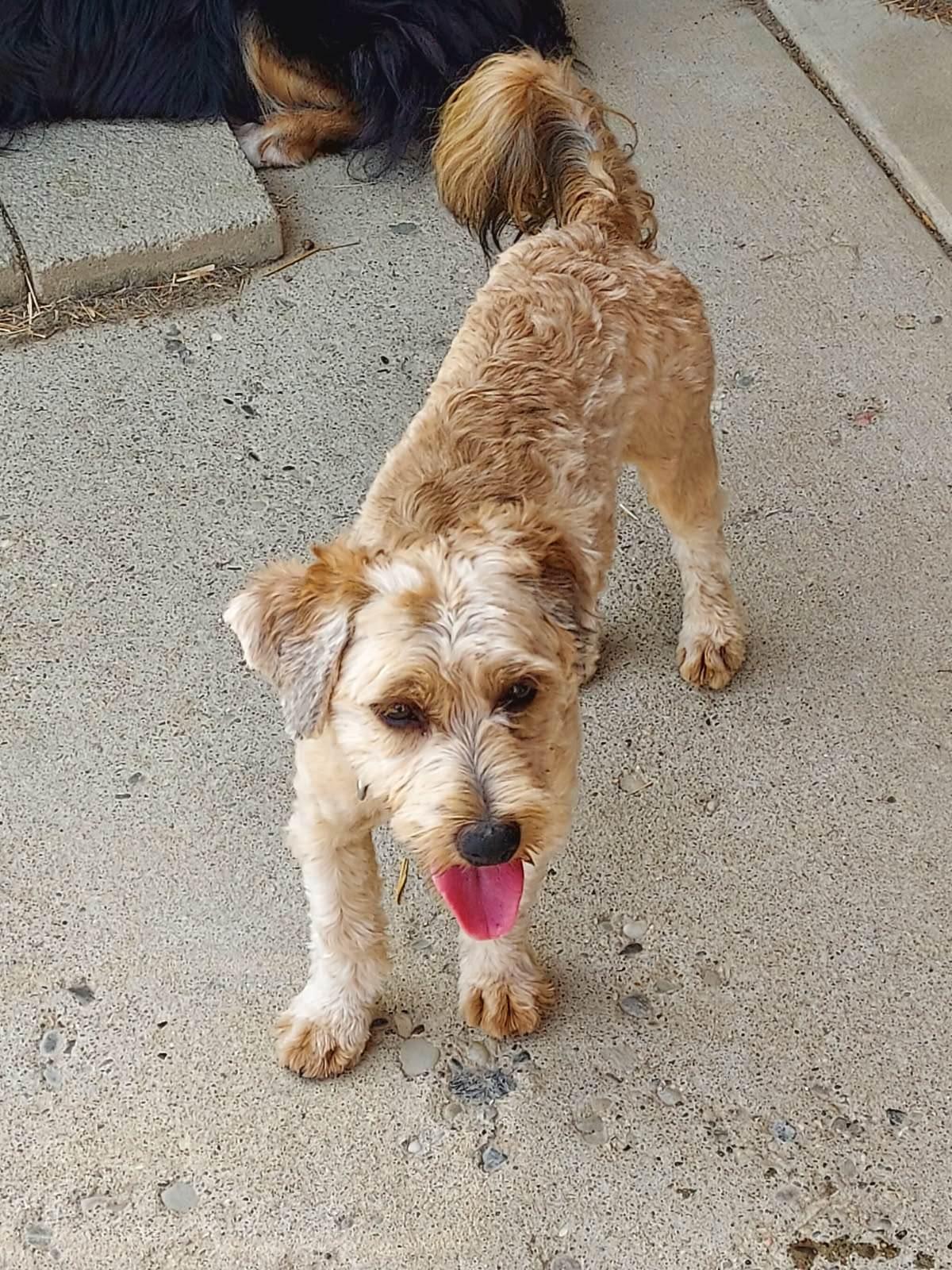 Mercy, a Adoptable mixed breed in St. Clairsville, OH image 2/2