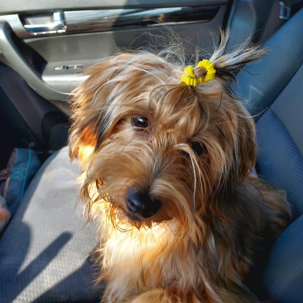 Mercy, a Adoptable mixed breed in St. Clairsville, OH image 1/2