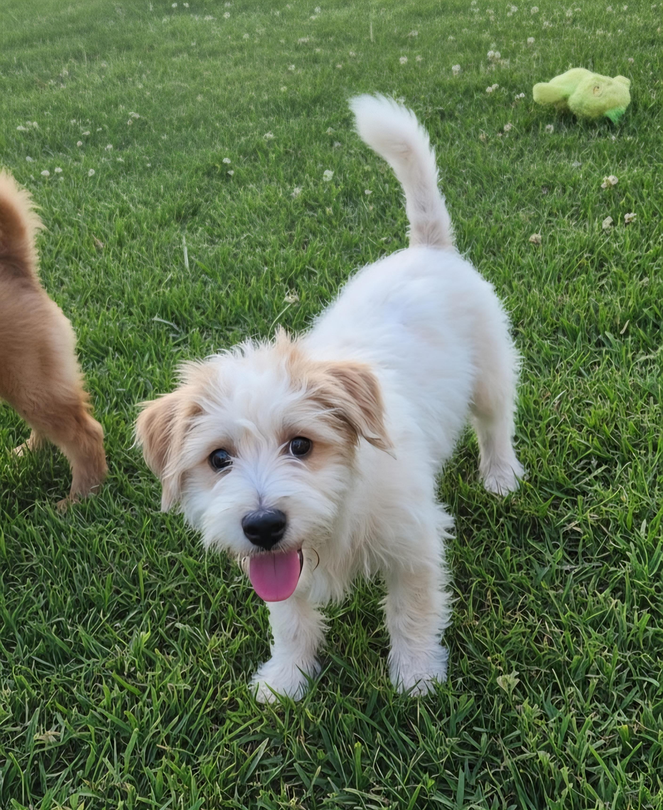 Coty, an adopted mixed breed in Hawthorne, CA image 1/3