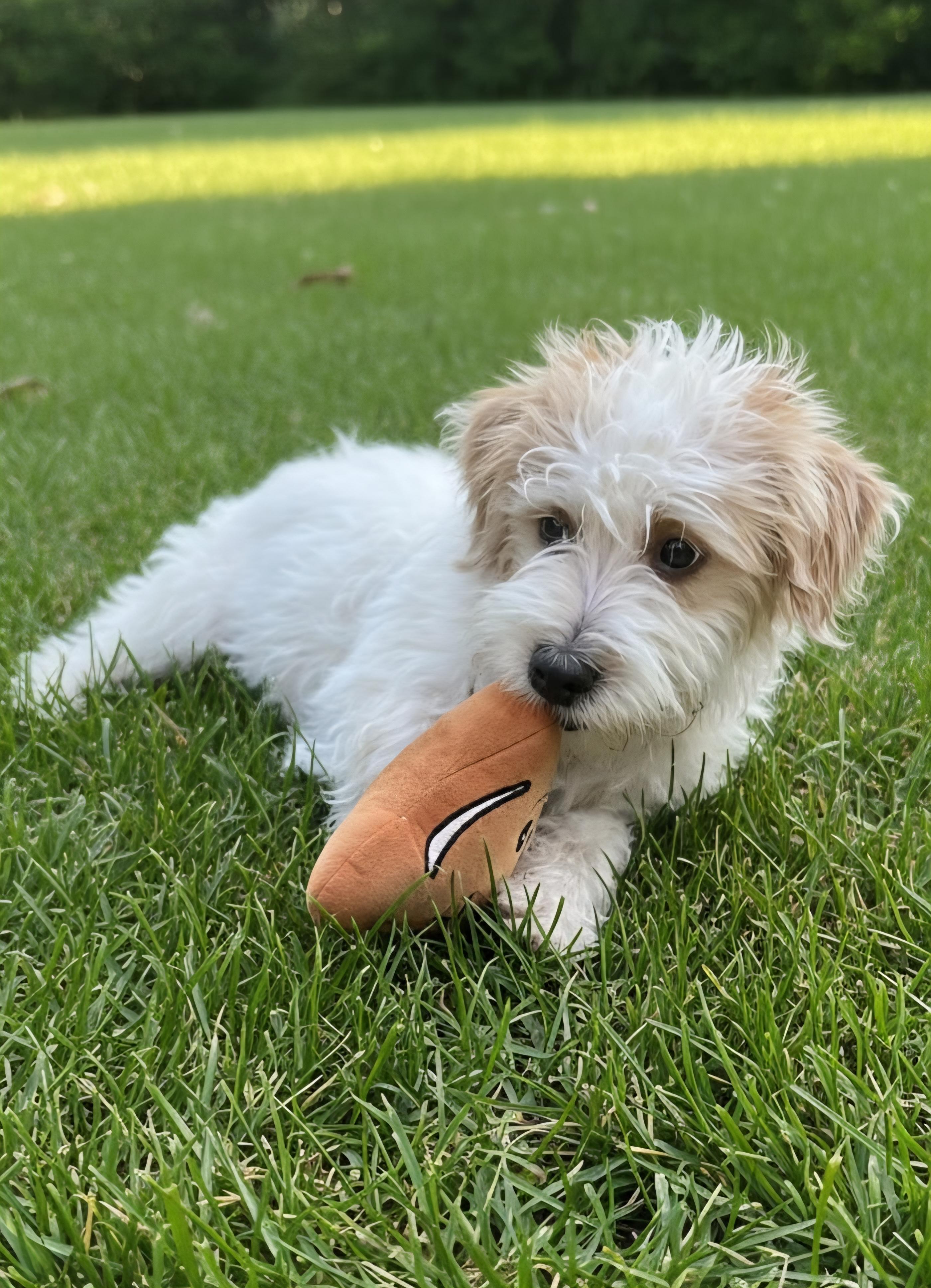 Coty, an adopted mixed breed in Hawthorne, CA image 3/3