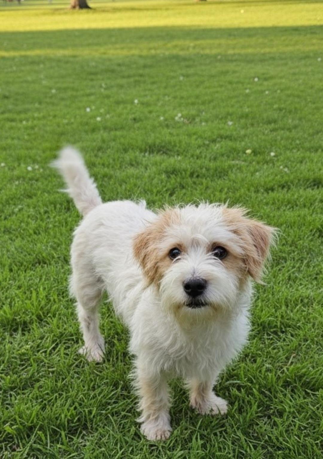 Coty, an adopted mixed breed in Hawthorne, CA image 2/3