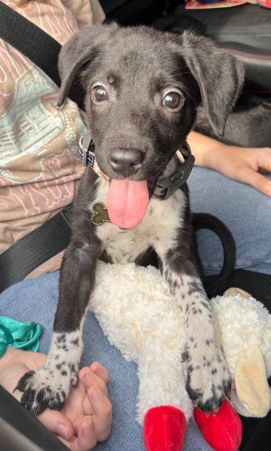 Enlarge Murk Wisp, a Adopted mixed breed in El Dorado, AR image 1/1