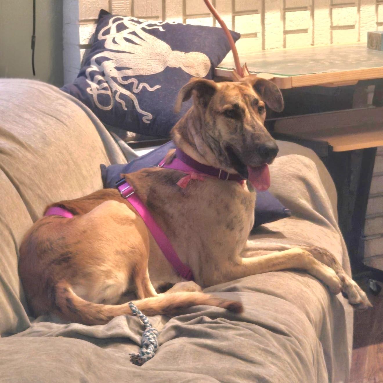 Sky Dancer, Adoptable, Adult Female Greyhound.