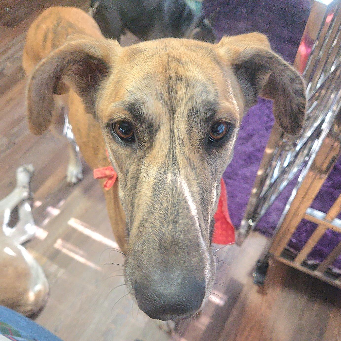 Enlarge Sky Dancer, a Adoptable mixed breed in Tarpon Springs, FL image 2/6