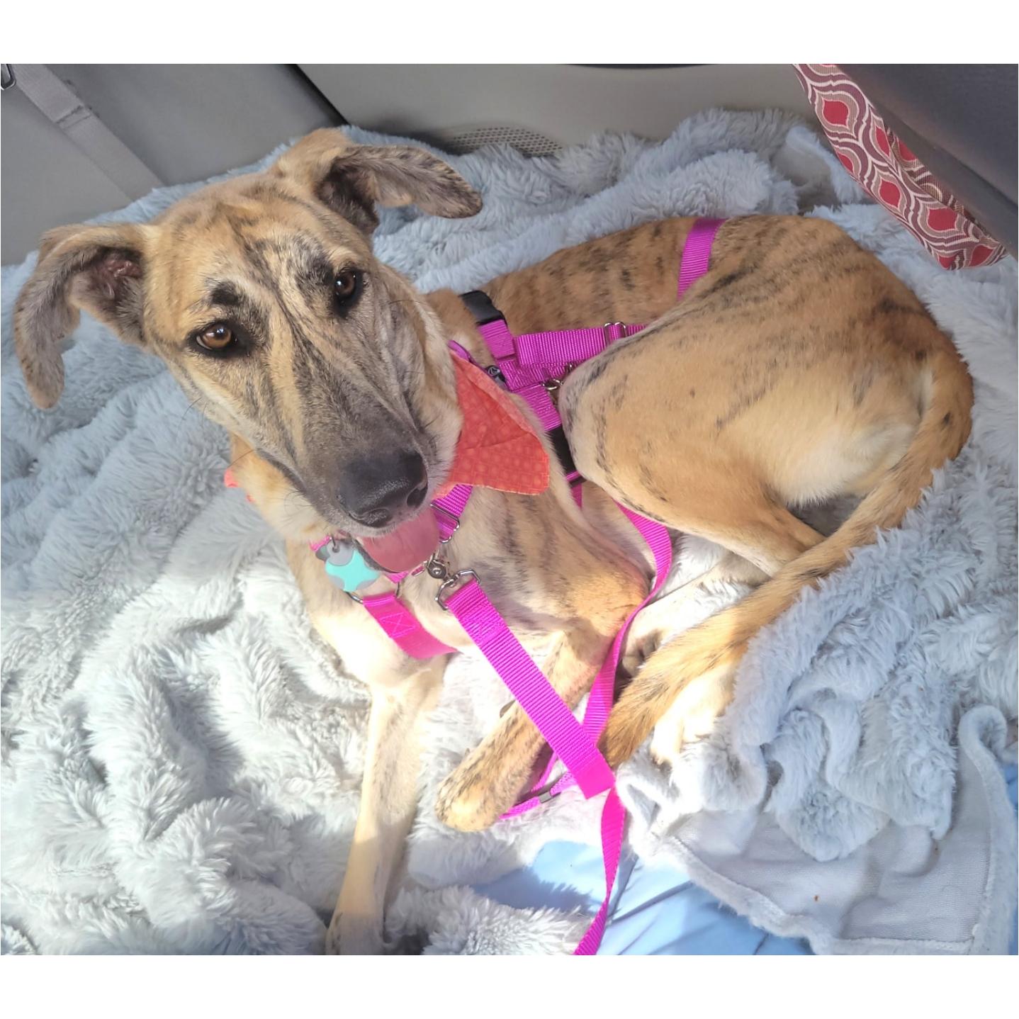 Enlarge Sky Dancer, a Adoptable mixed breed in Tarpon Springs, FL image 3/6