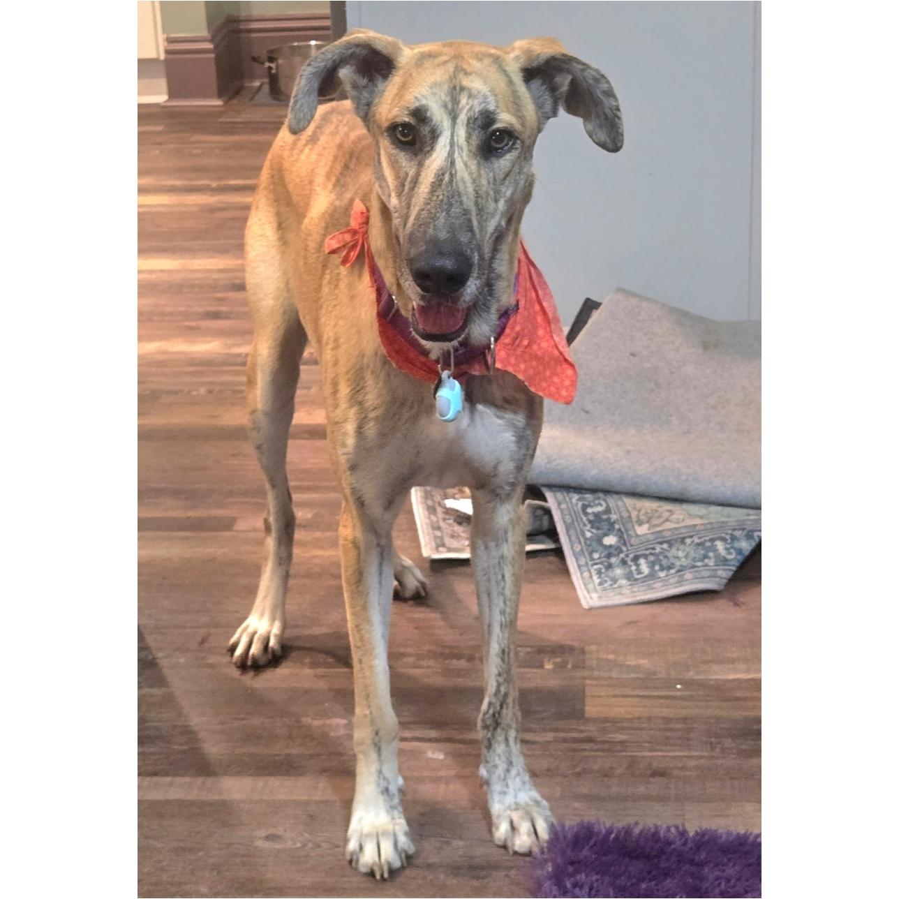 Enlarge Sky Dancer, a Adoptable mixed breed in Tarpon Springs, FL image 4/6