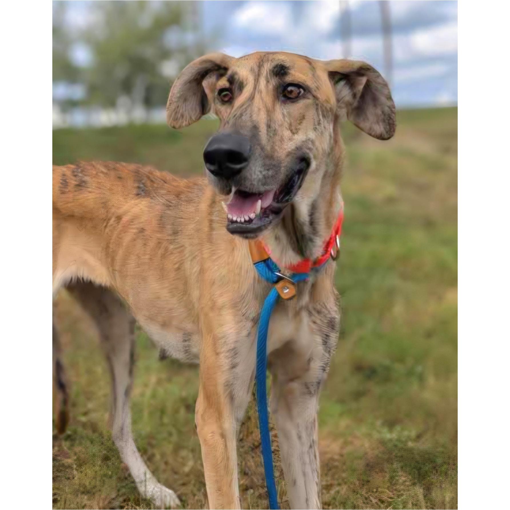 Enlarge Sky Dancer, a Adoptable mixed breed in Tarpon Springs, FL image 5/6