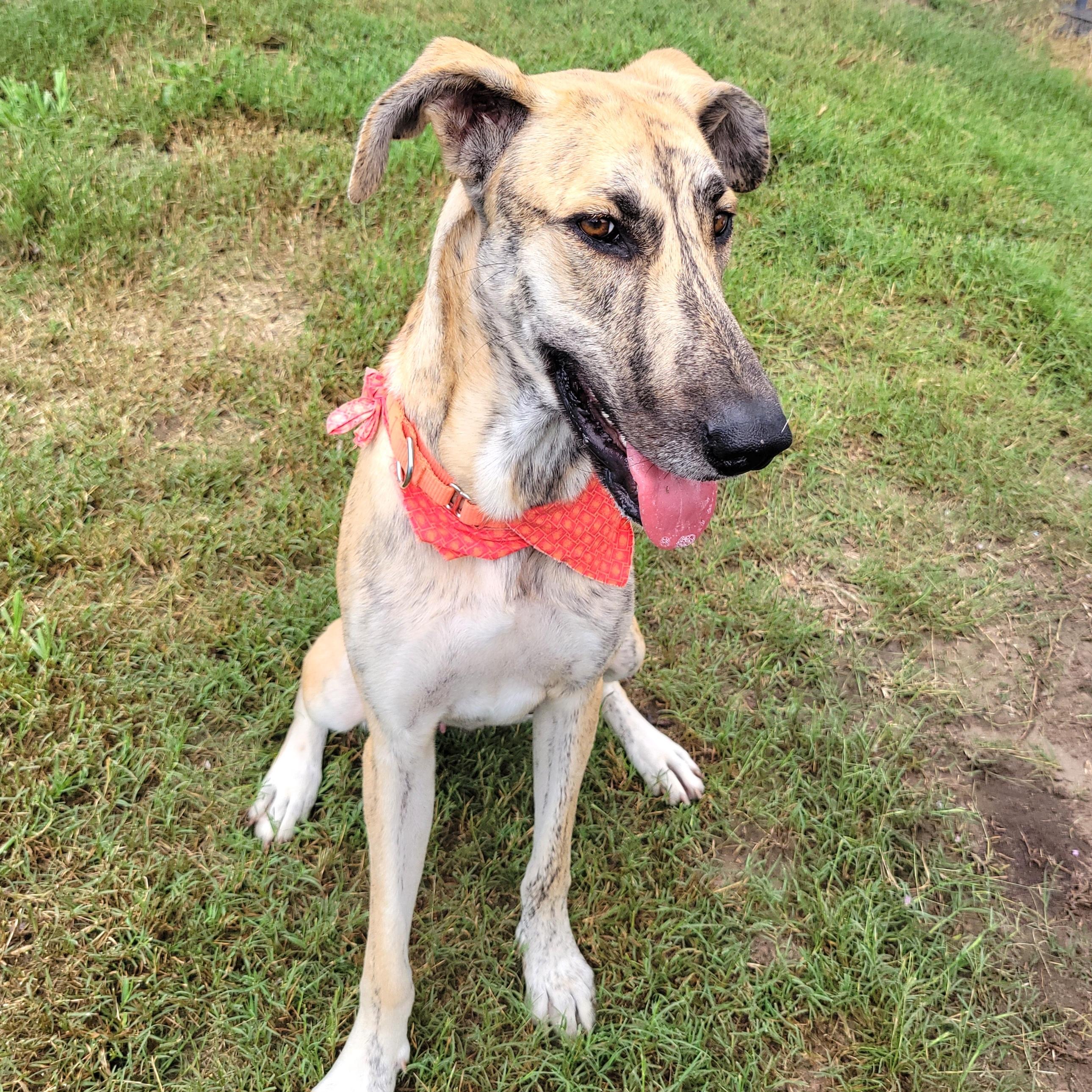 Enlarge Sky Dancer, a Adoptable mixed breed in Tarpon Springs, FL image 6/6