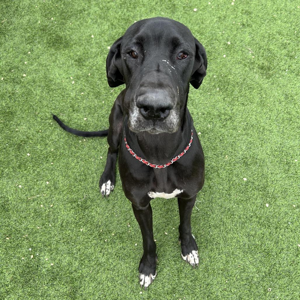 Riley, Adoptable, Adult Female Great Dane.