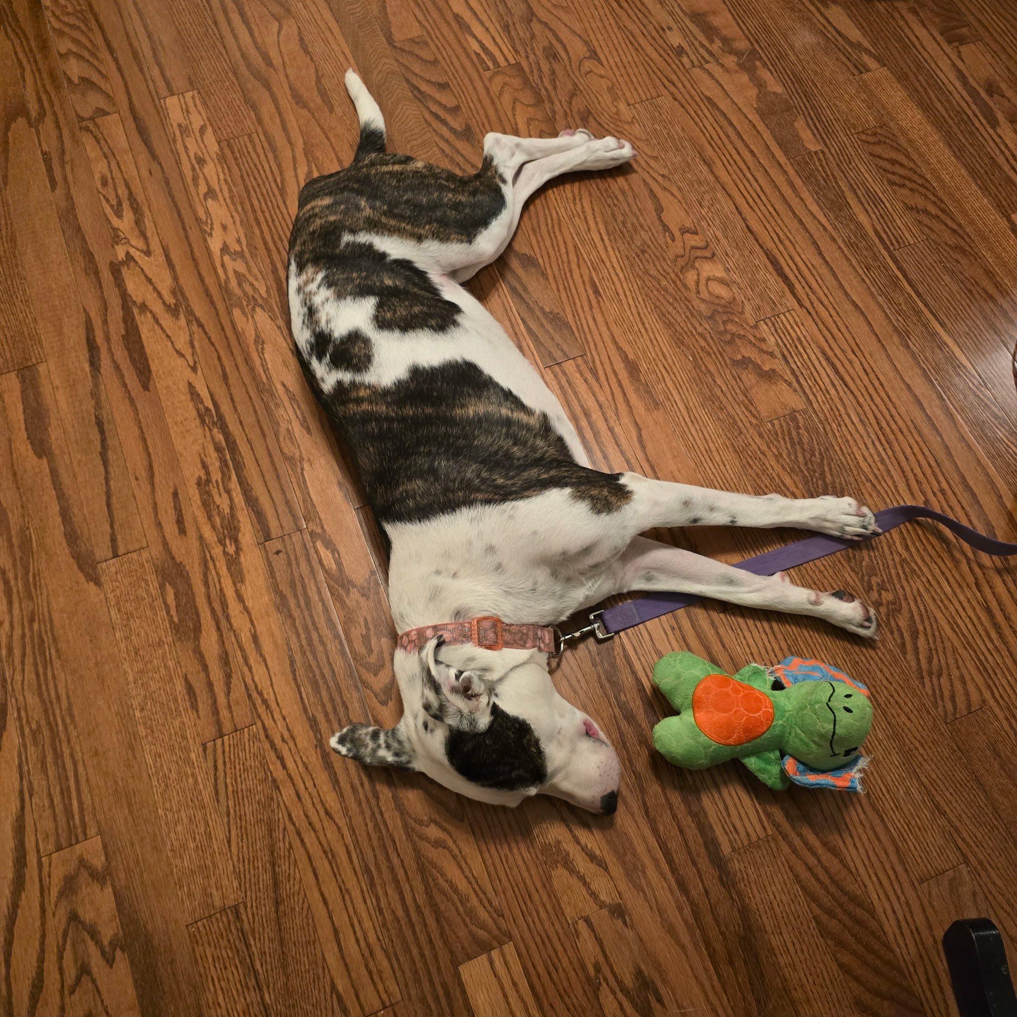 Waffles, a Adoptable mixed breed in Deming, NM image 2/5