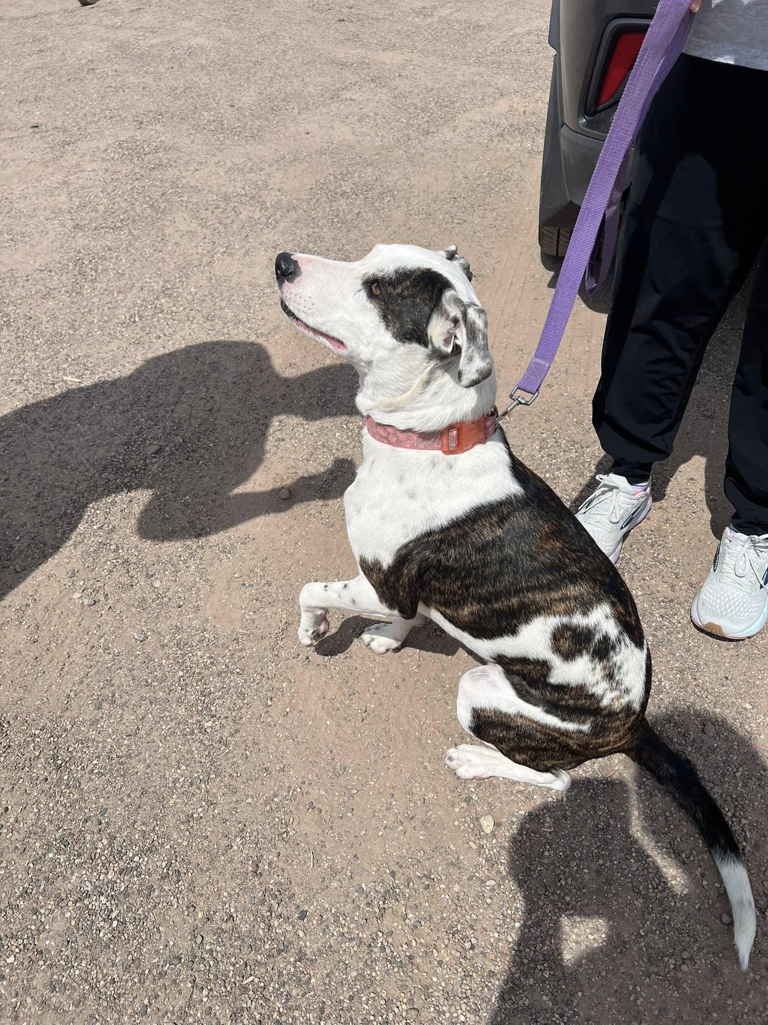 Waffles, a Adoptable mixed breed in Deming, NM image 4/5