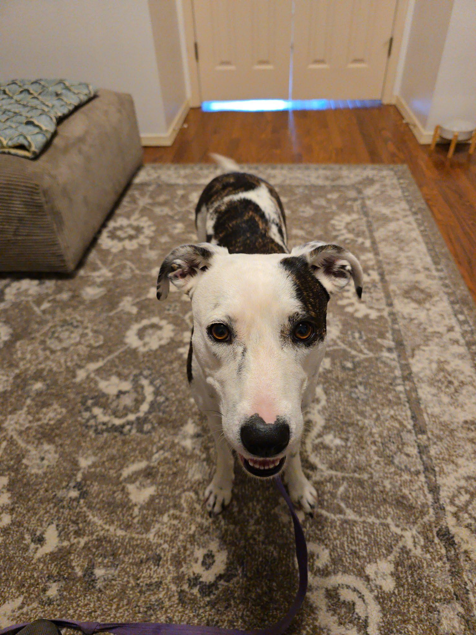 Waffles, a Adoptable mixed breed in Deming, NM image 5/5