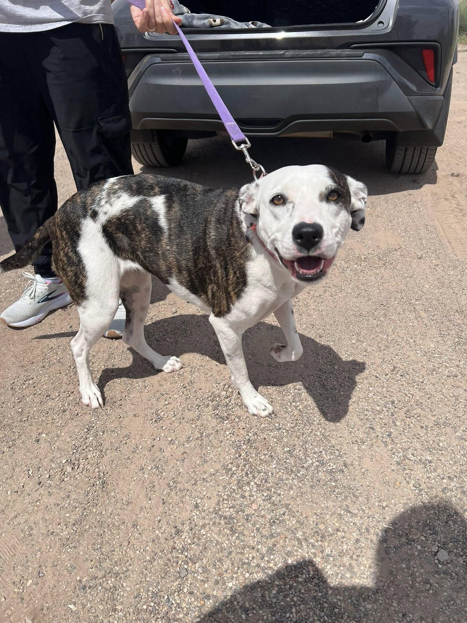 Waffles, Adoptable, Adult Female Cattle Dog.