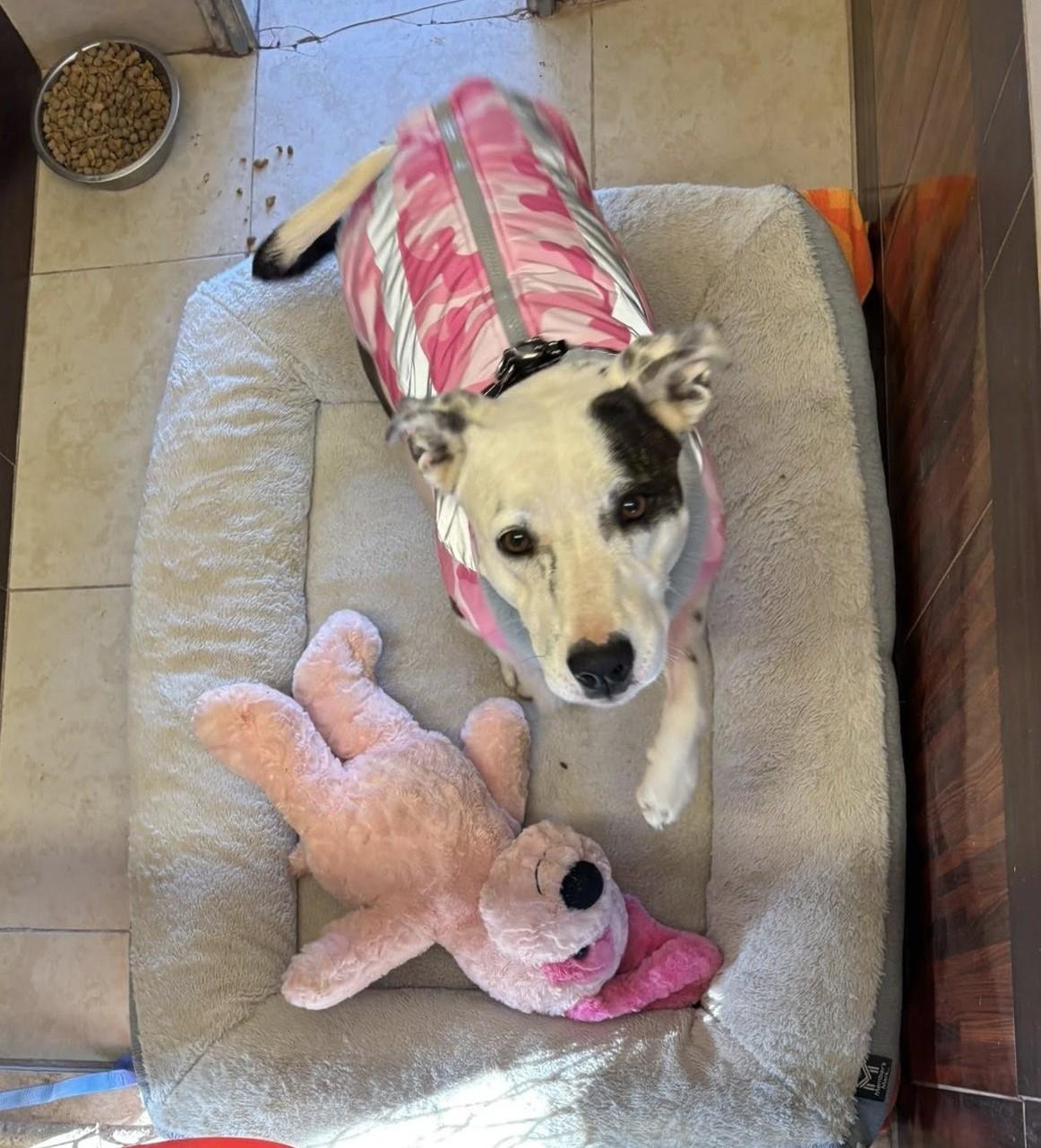 Enlarge Waffles, an adopted mixed breed in Deming, NM image 1/6