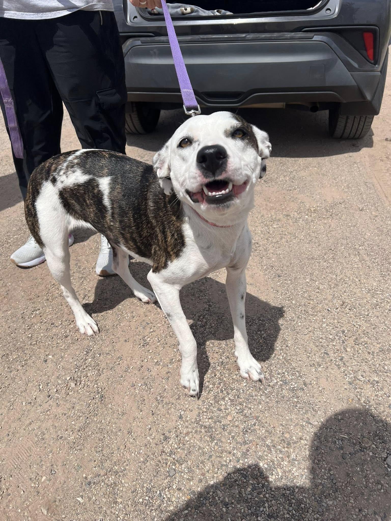 Waffles, a Adoptable mixed breed in Deming, NM image 3/5