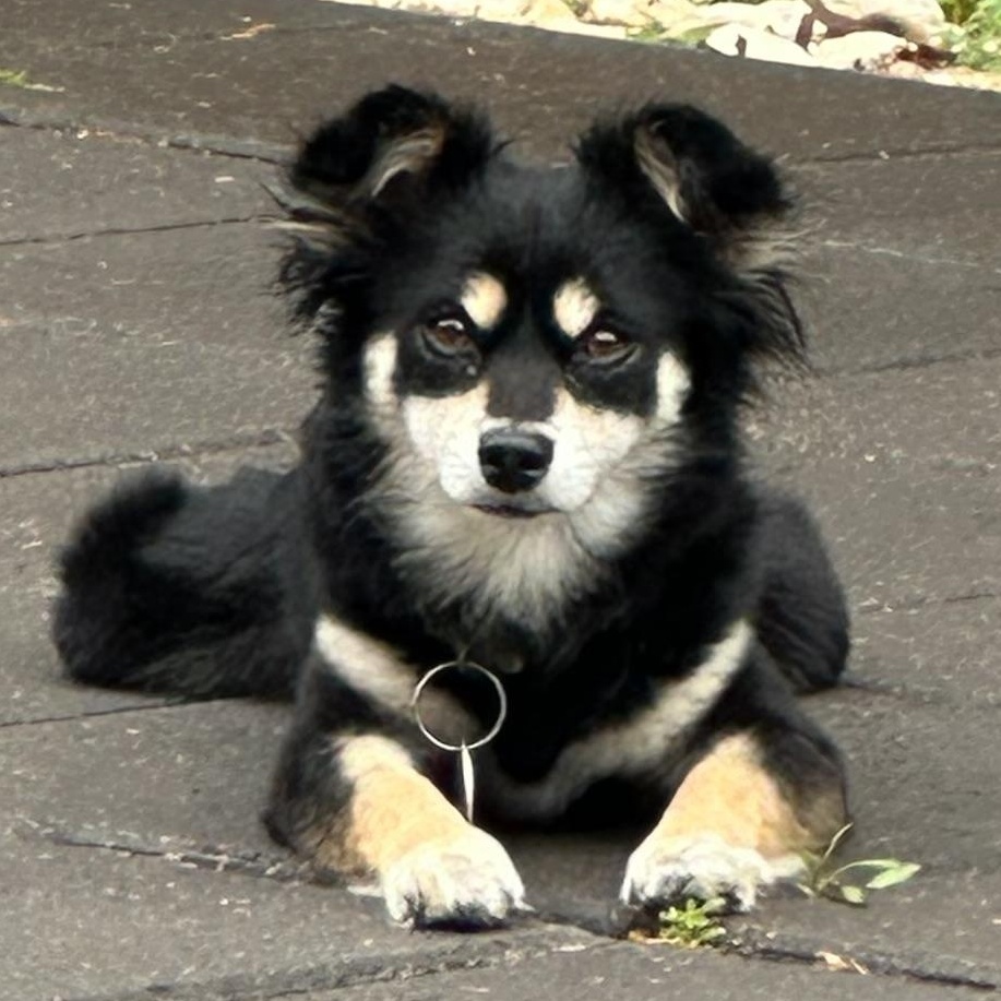 Lucy Lu, Adult Female Pomeranian