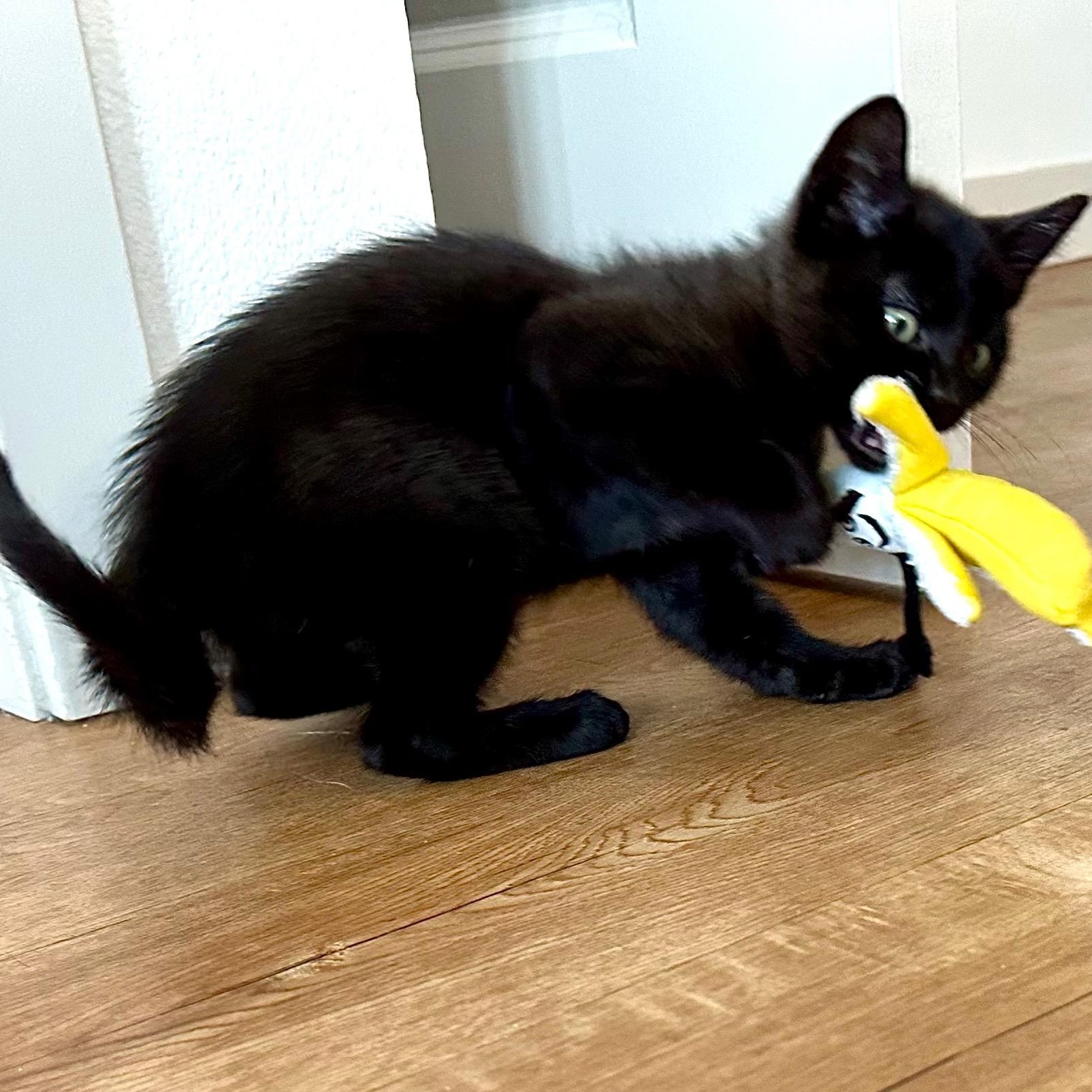 Enlarge Ribbit, an adopted Domestic Short Hair in Portland, OR image 3/5