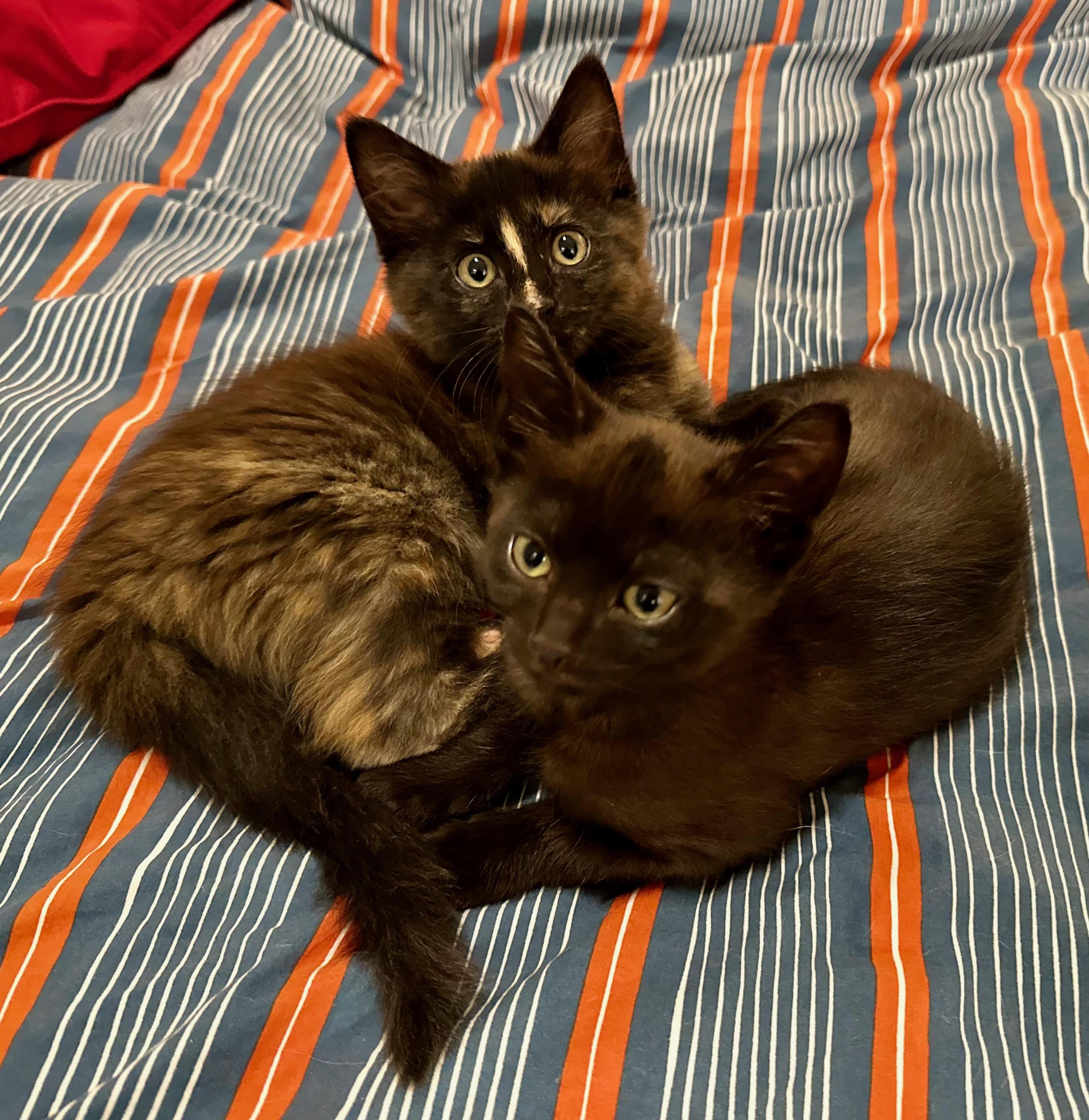 Enlarge Ribbit, an adopted Domestic Short Hair in Portland, OR image 5/5