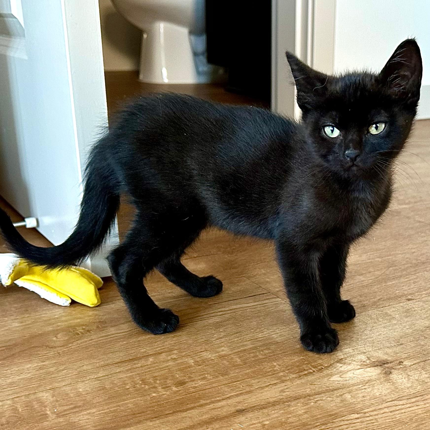 Enlarge Ribbit, an adopted Domestic Short Hair in Portland, OR image 1/5