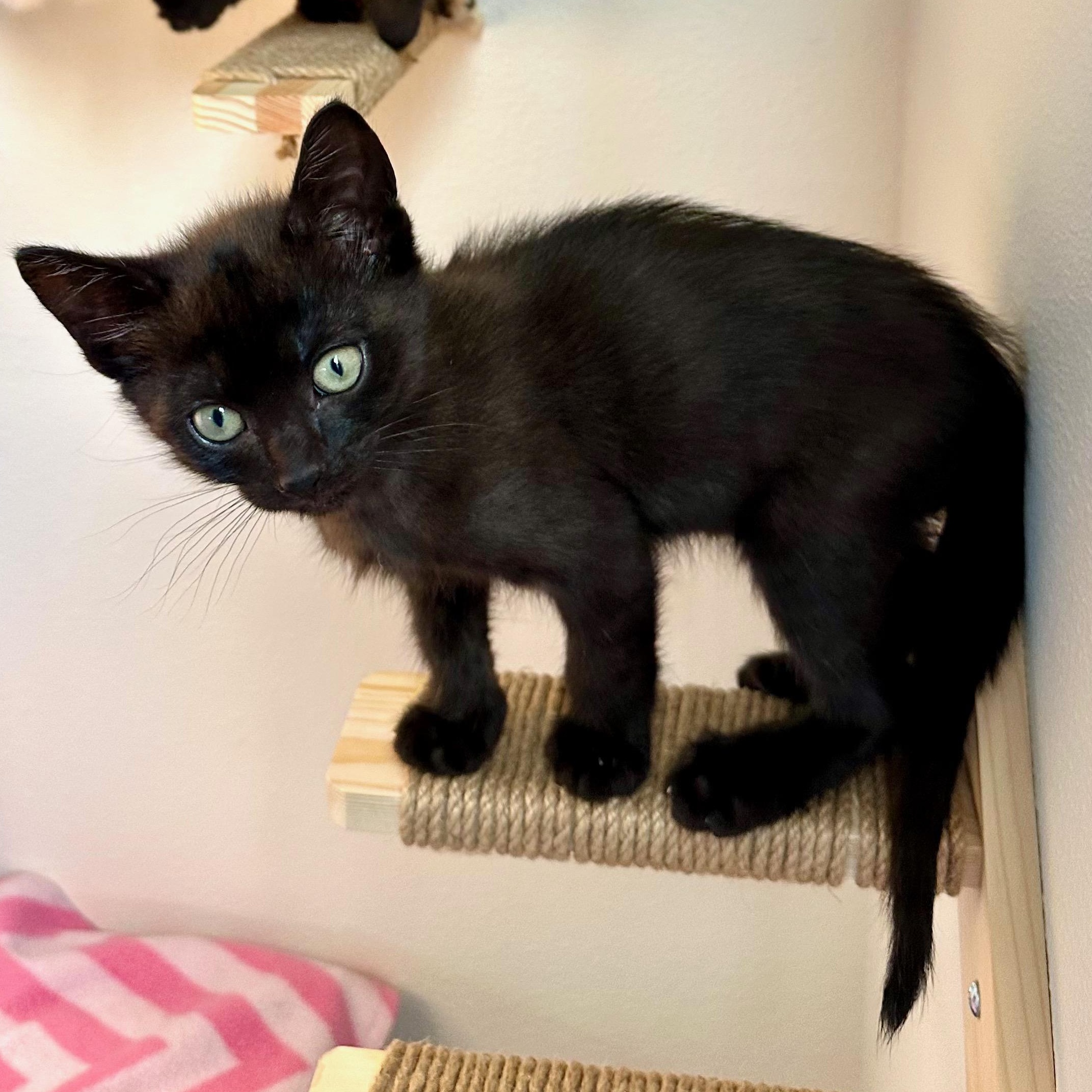 Enlarge Ribbit, an adopted Domestic Short Hair in Portland, OR image 2/5