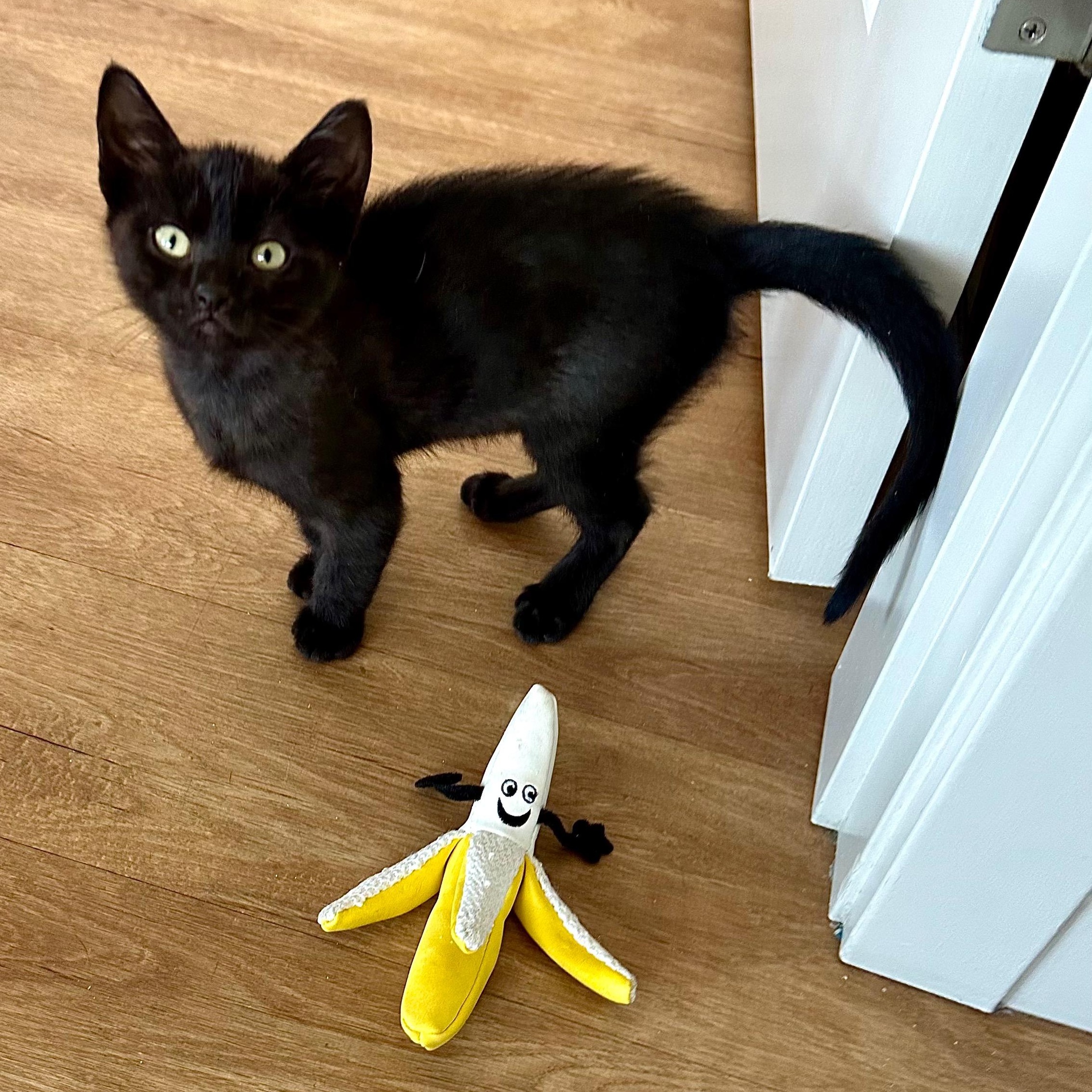 Enlarge Ribbit, an adopted Domestic Short Hair in Portland, OR image 4/5