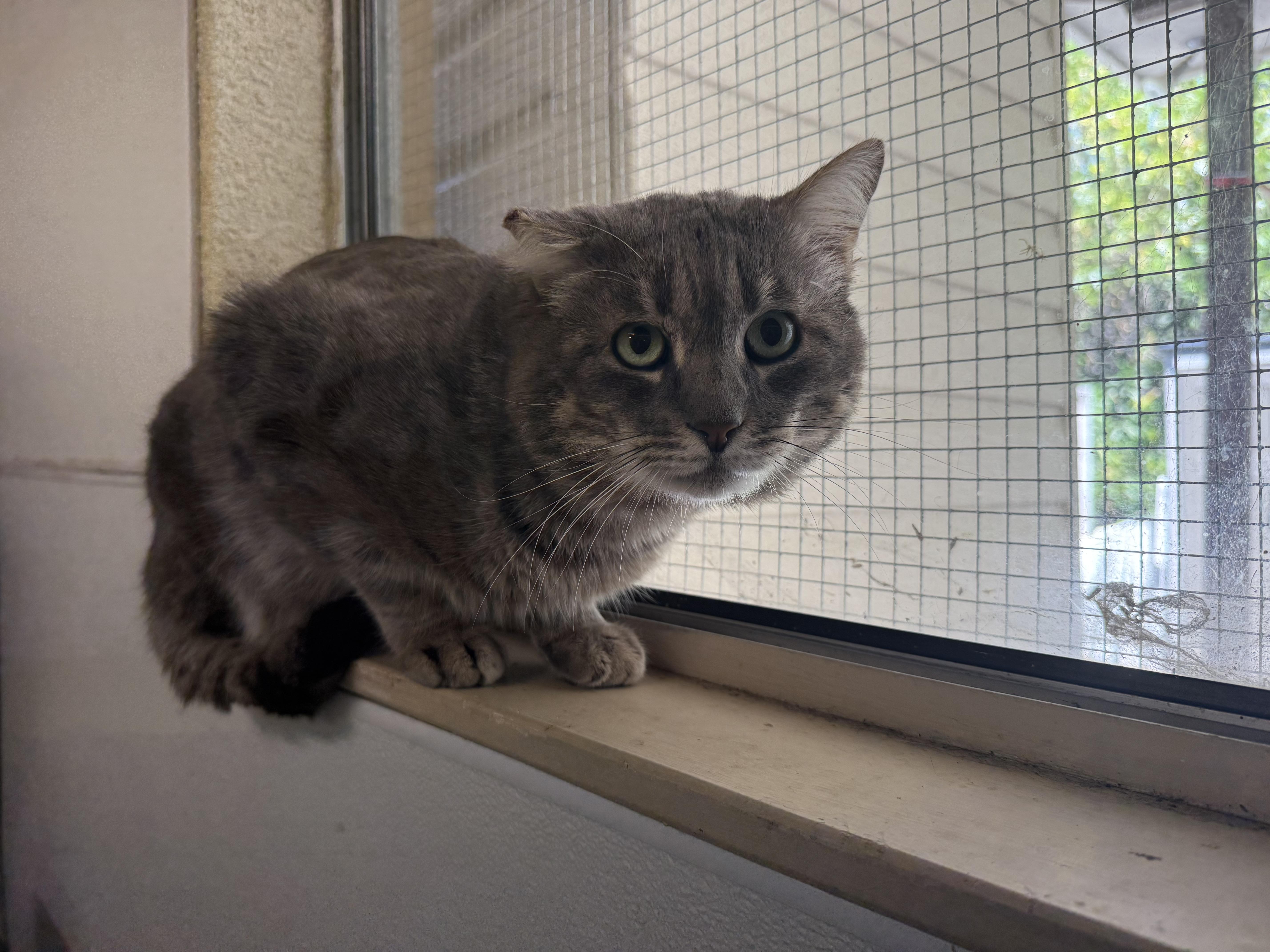Enlarge The Rock, a ADOPTABLE Domestic Short Hair in San Luis Obispo, CA image 5/5