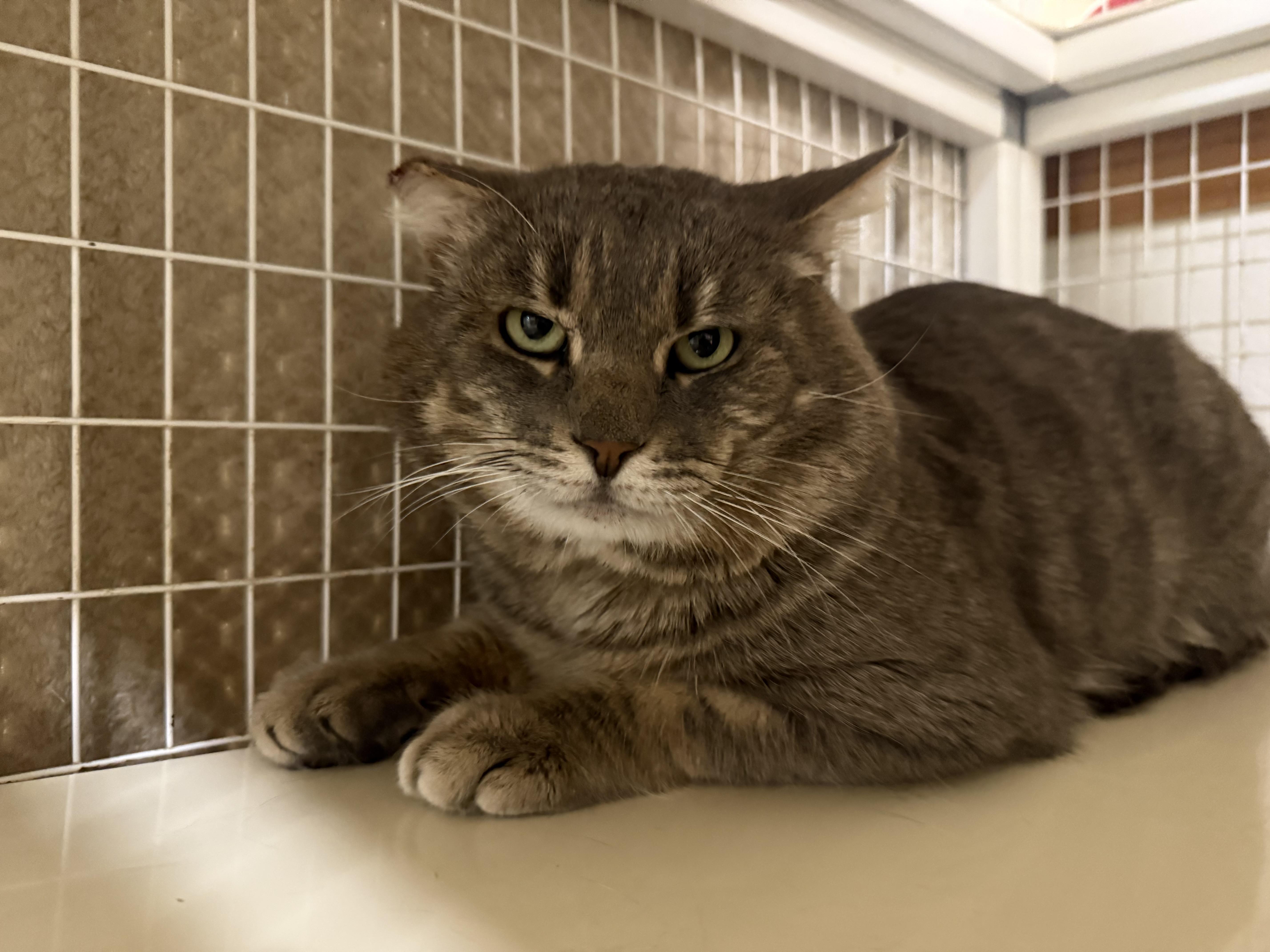 Enlarge The Rock, a ADOPTABLE Domestic Short Hair in San Luis Obispo, CA image 4/5