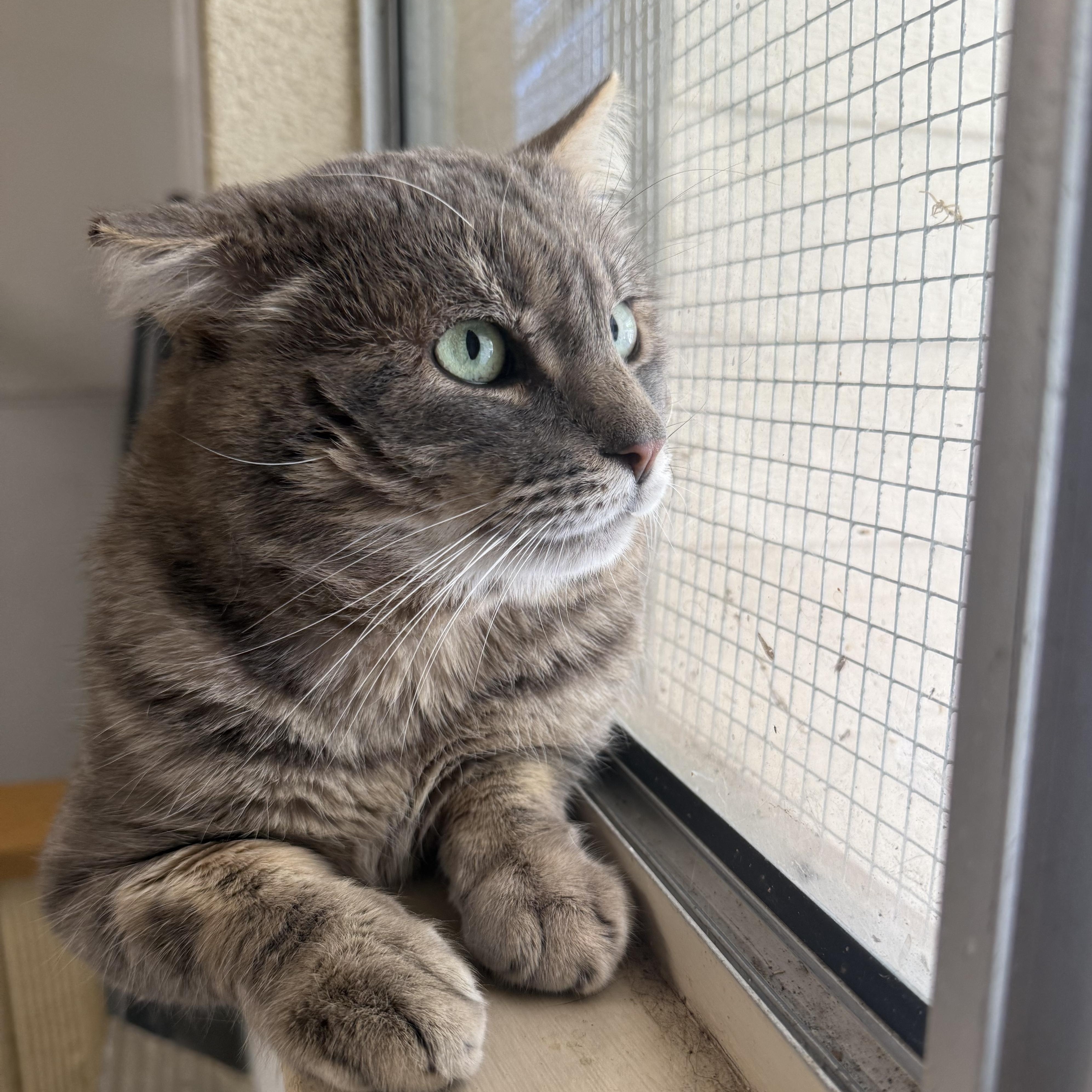 Enlarge The Rock, a ADOPTABLE Domestic Short Hair in San Luis Obispo, CA image 2/5
