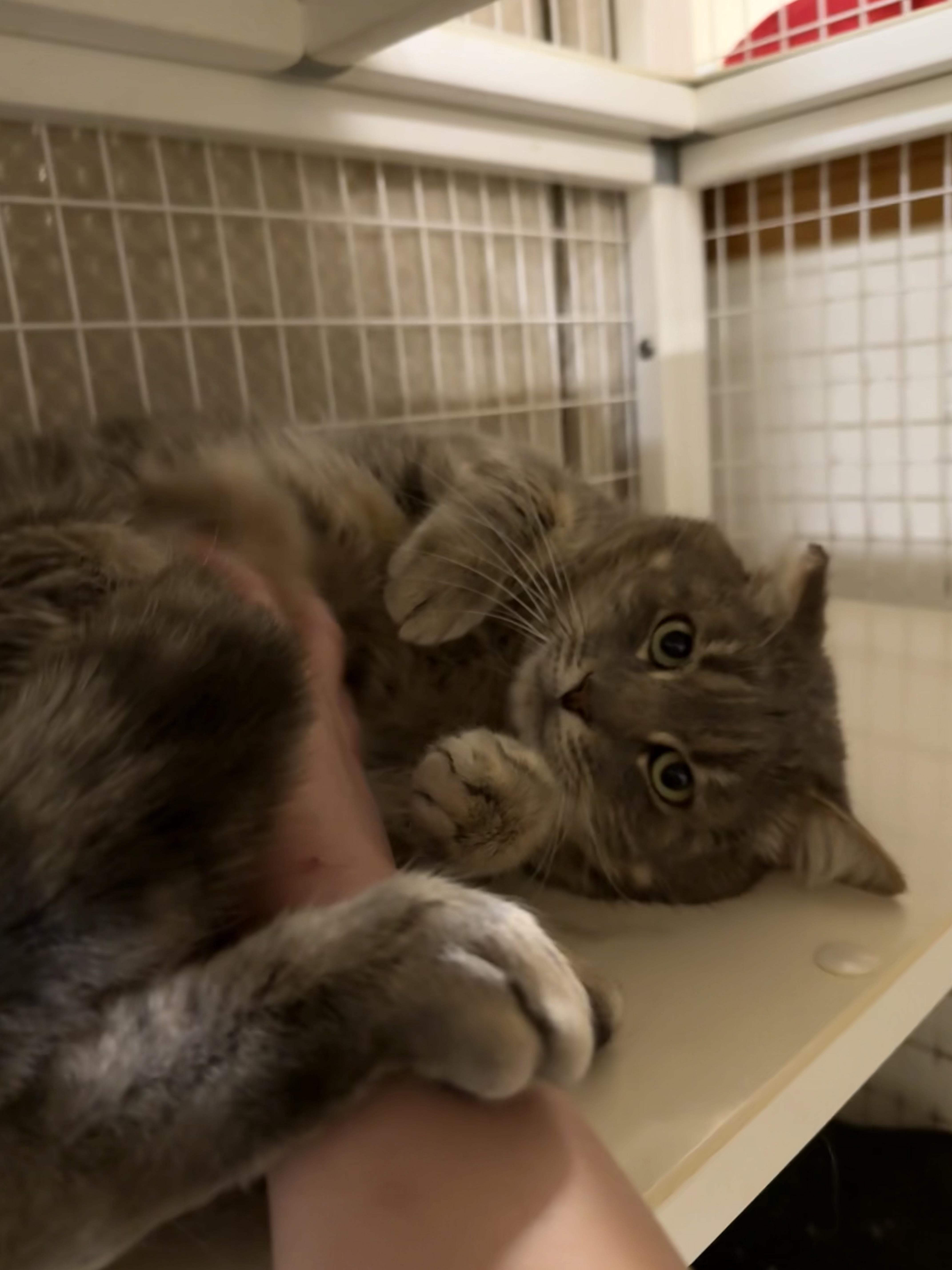Enlarge The Rock, a ADOPTABLE Domestic Short Hair in San Luis Obispo, CA image 3/5