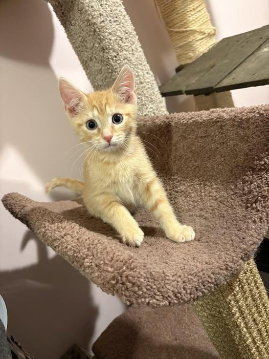 Enlarge Cruze, an adopted Domestic Short Hair in Chesapeake Beach, MD image 1/1