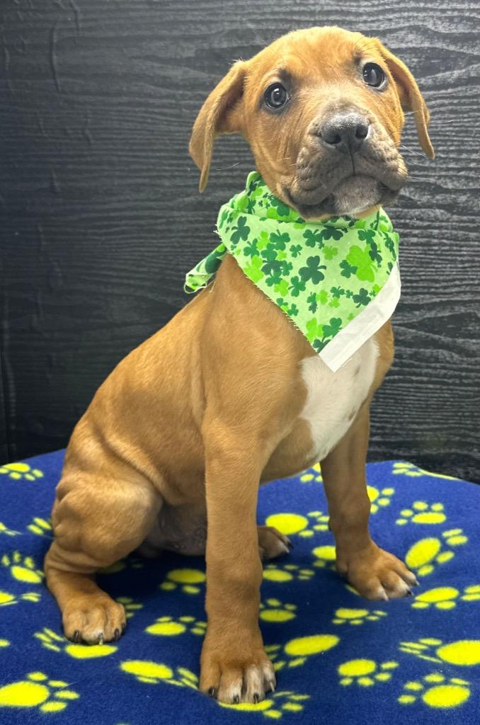 Enlarge Leprechaun, a Adoptable mixed breed in Washington Court House, OH image 1/1
