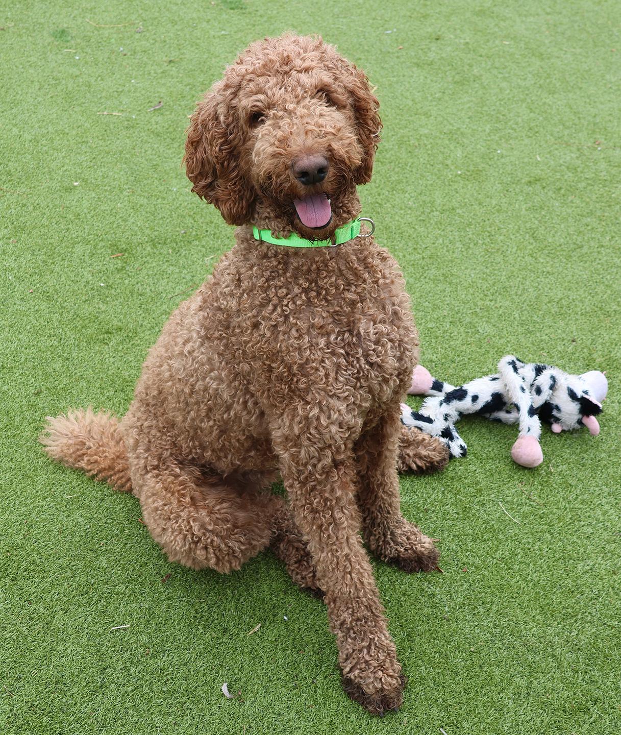 Enlarge Kobe, a ADOPTABLE Standard Poodle in Harrison, NY image 1/6
