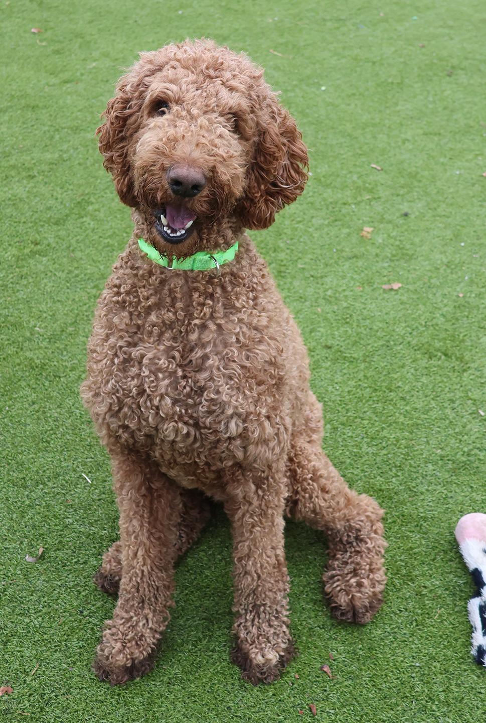Enlarge Kobe, a ADOPTABLE Standard Poodle in Harrison, NY image 3/6
