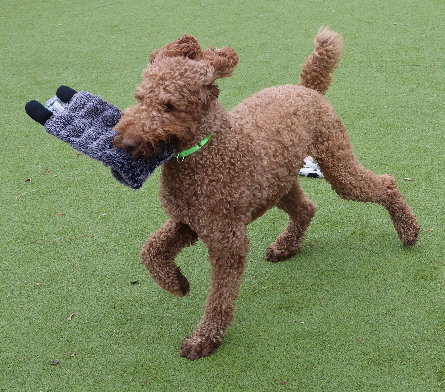 Enlarge Kobe, a ADOPTABLE Standard Poodle in Harrison, NY image 4/6