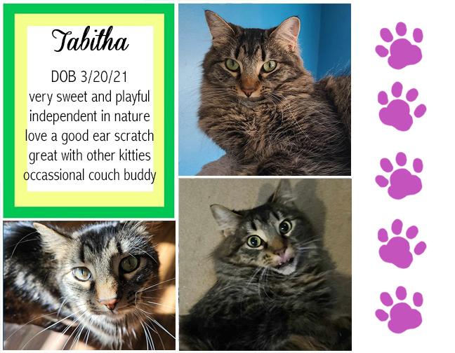 Enlarge Tabitha, a Adoptable Domestic Medium Hair in Longview, TX image 1/6