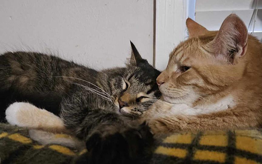 Enlarge Tabitha, a Adoptable Domestic Medium Hair in Longview, TX image 6/6