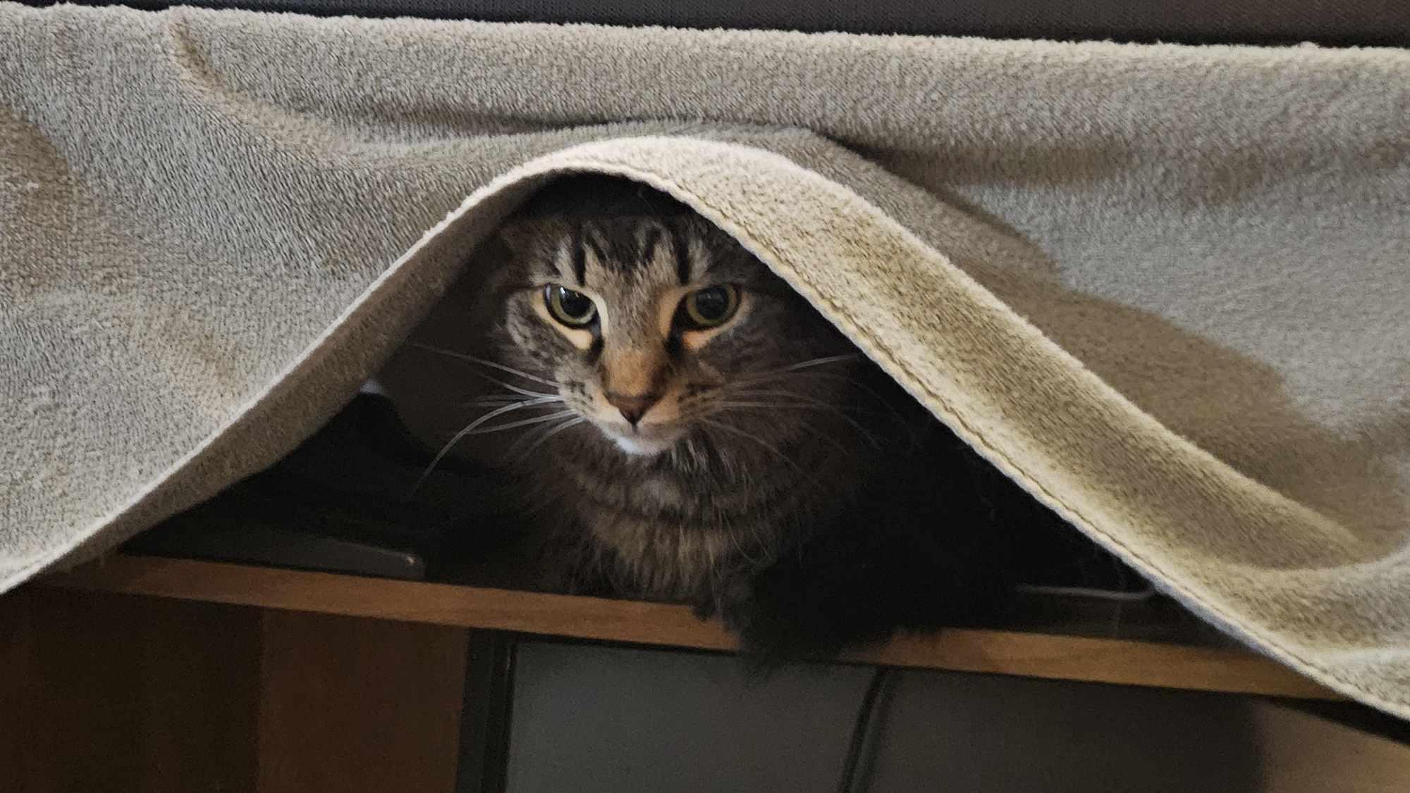 Enlarge Tabitha, a Adoptable Domestic Medium Hair in Longview, TX image 3/6