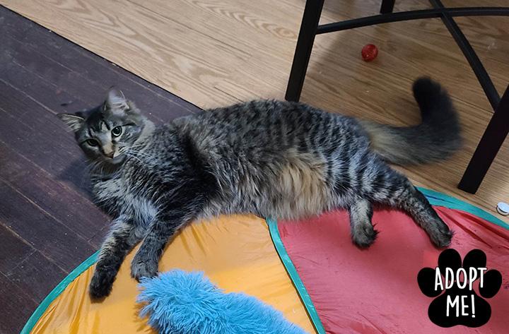 Enlarge Tabitha, a Adoptable Domestic Medium Hair in Longview, TX image 4/6