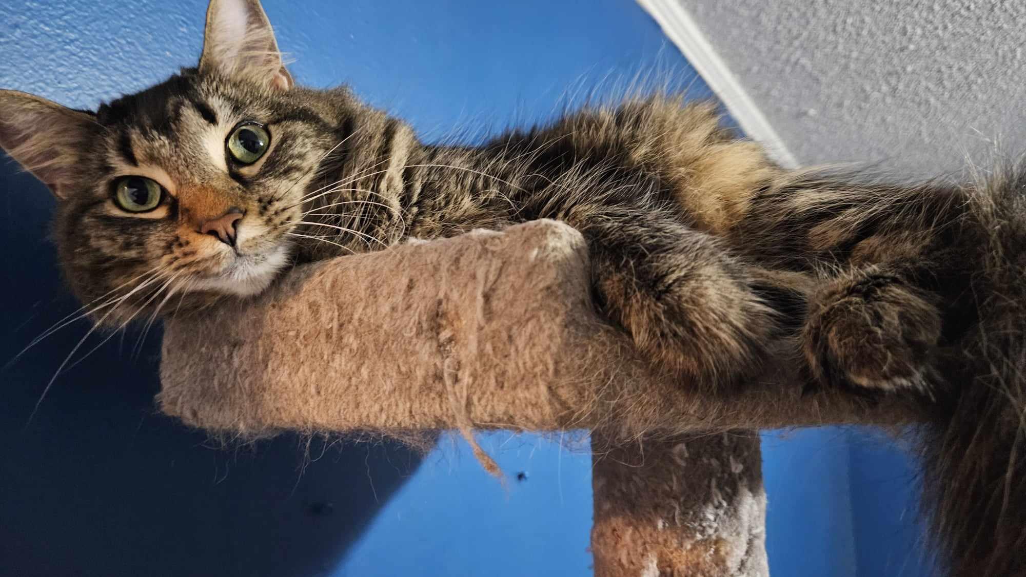 Enlarge Tabitha, a Adoptable Domestic Medium Hair in Longview, TX image 5/6