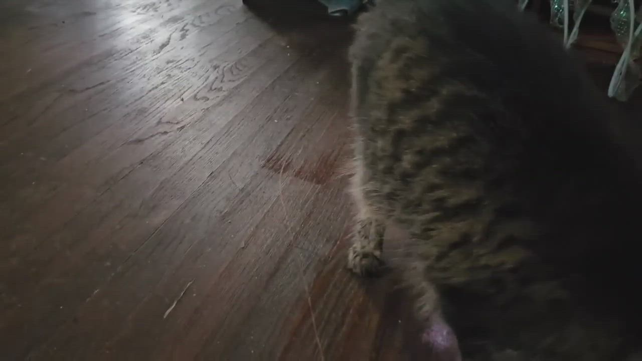 Enlarge Tabitha, a Adoptable Domestic Medium Hair in Longview, TX video 2/6