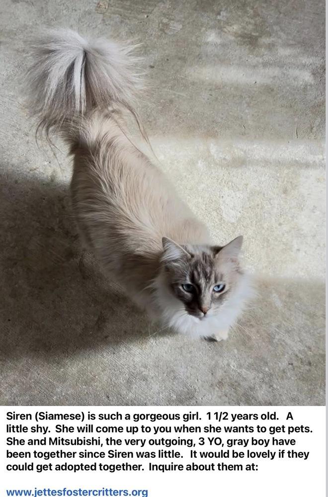 Siren, Adoptable, Adult Female Siamese & Ragdoll.
